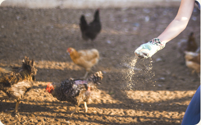 鶏のことを考えた飼料